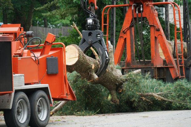 Best Tree Maintenance Programs  in Clemmons, NC